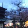 上野公園の桜 花見で驚愕